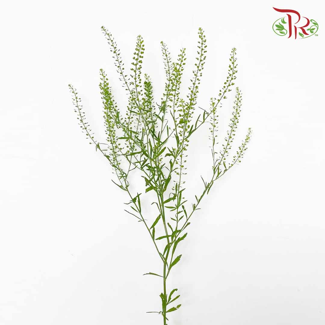 Thlaspi Green Bell (5 Stems) - Pudu Ria Florist Southern