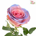 Rose Pink Blue Heaven (8-10 Stems) - Pudu Ria Florist Southern