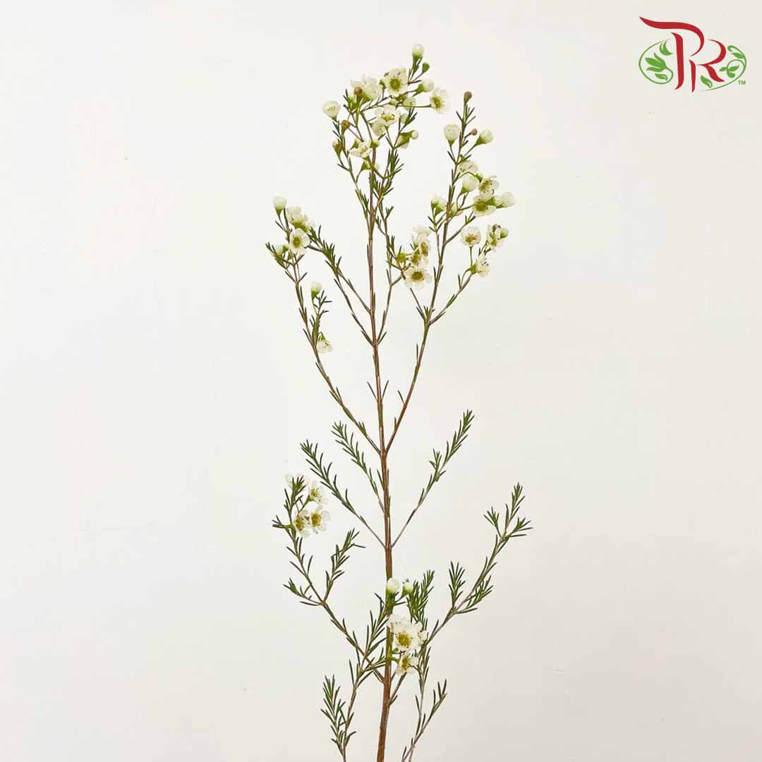 Wax Flower White - Pudu Ria Florist Southern