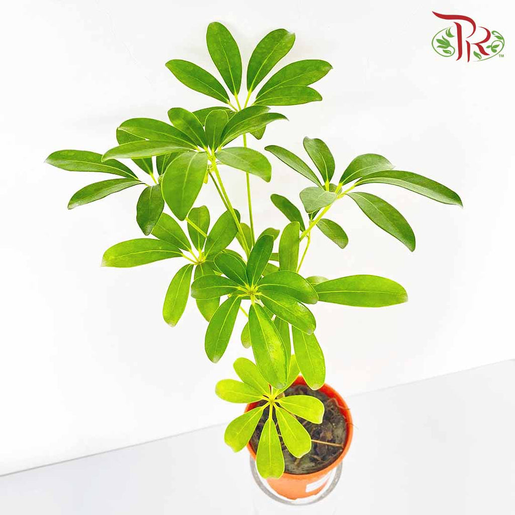 Schefflera Actinophylla - Pudu Ria Florist Southern
