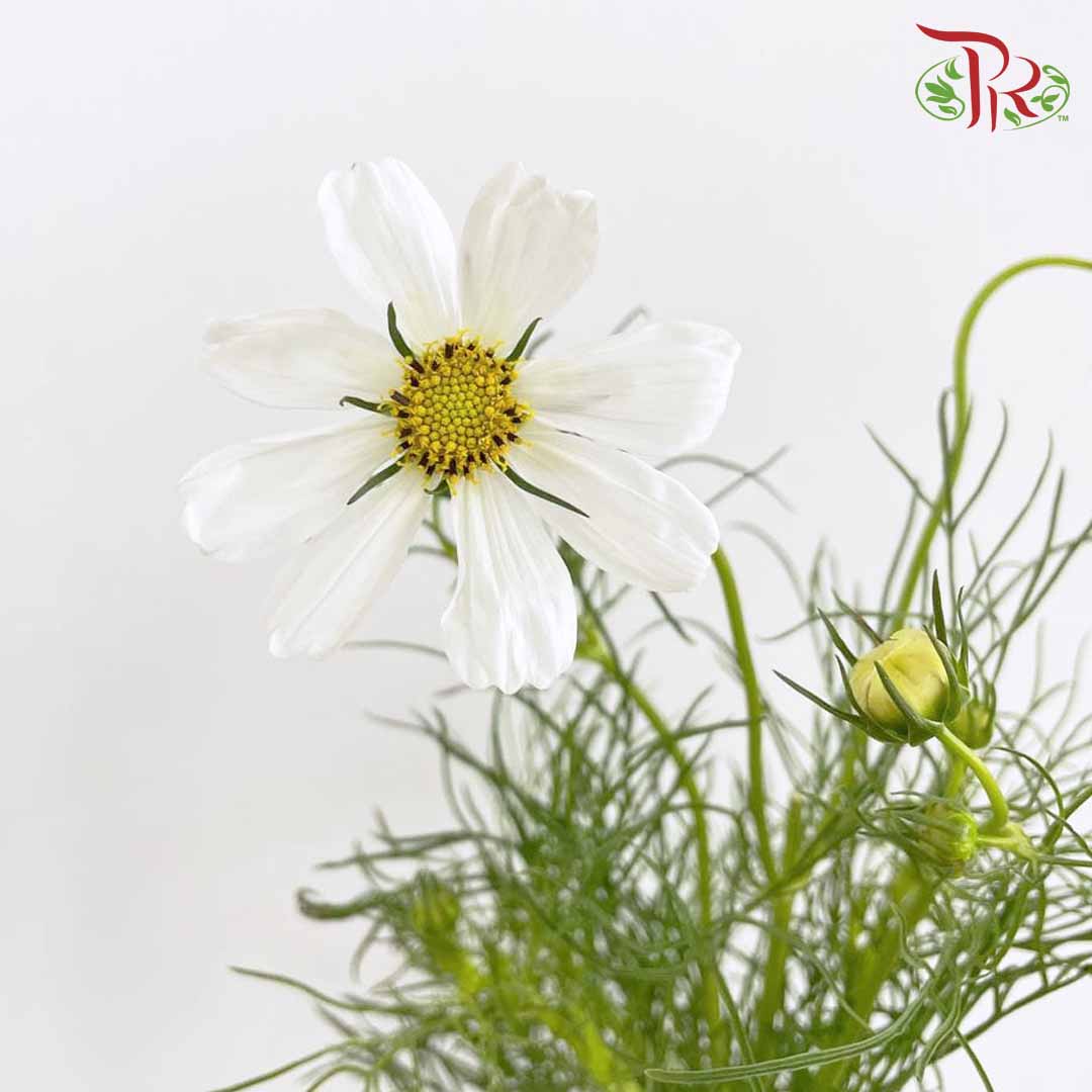 Cosmos Bipinnatus White (Per Bundle) - Pudu Ria Florist Southern