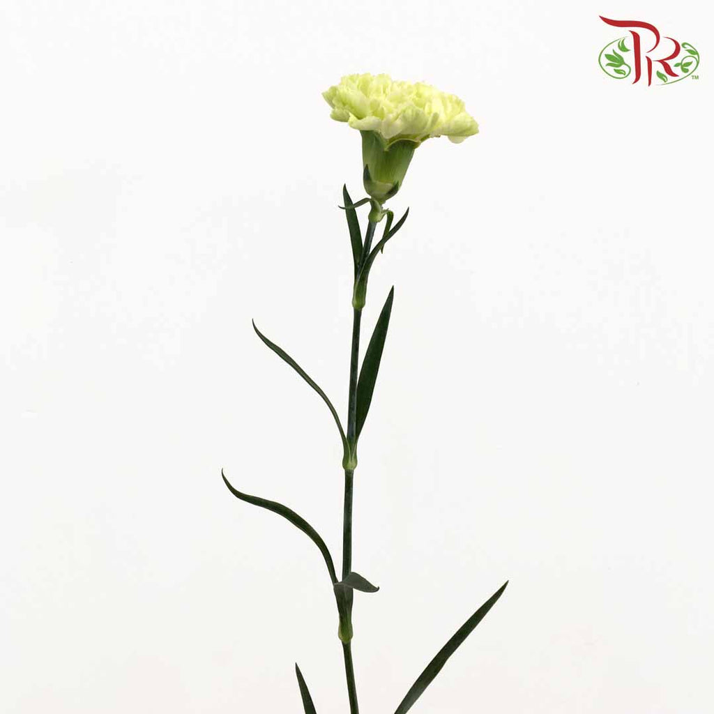Carnation Light Green (18-20 Stems) - Pudu Ria Florist Southern