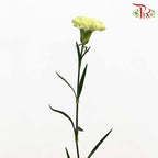 Carnation Light Green (18-20 Stems) - Pudu Ria Florist Southern