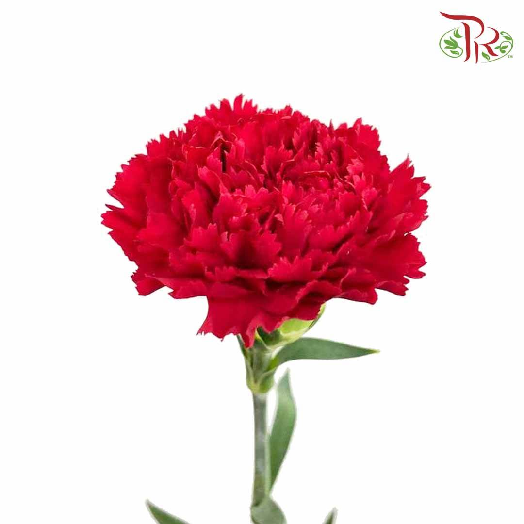Carnation Red (18-20 Stems) - Pudu Ria Florist Southern