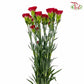 Carnation Red (18-20 Stems)