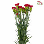 Carnation Red (18-20 Stems) - Pudu Ria Florist Southern
