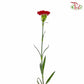 Carnation Red (18-20 Stems)