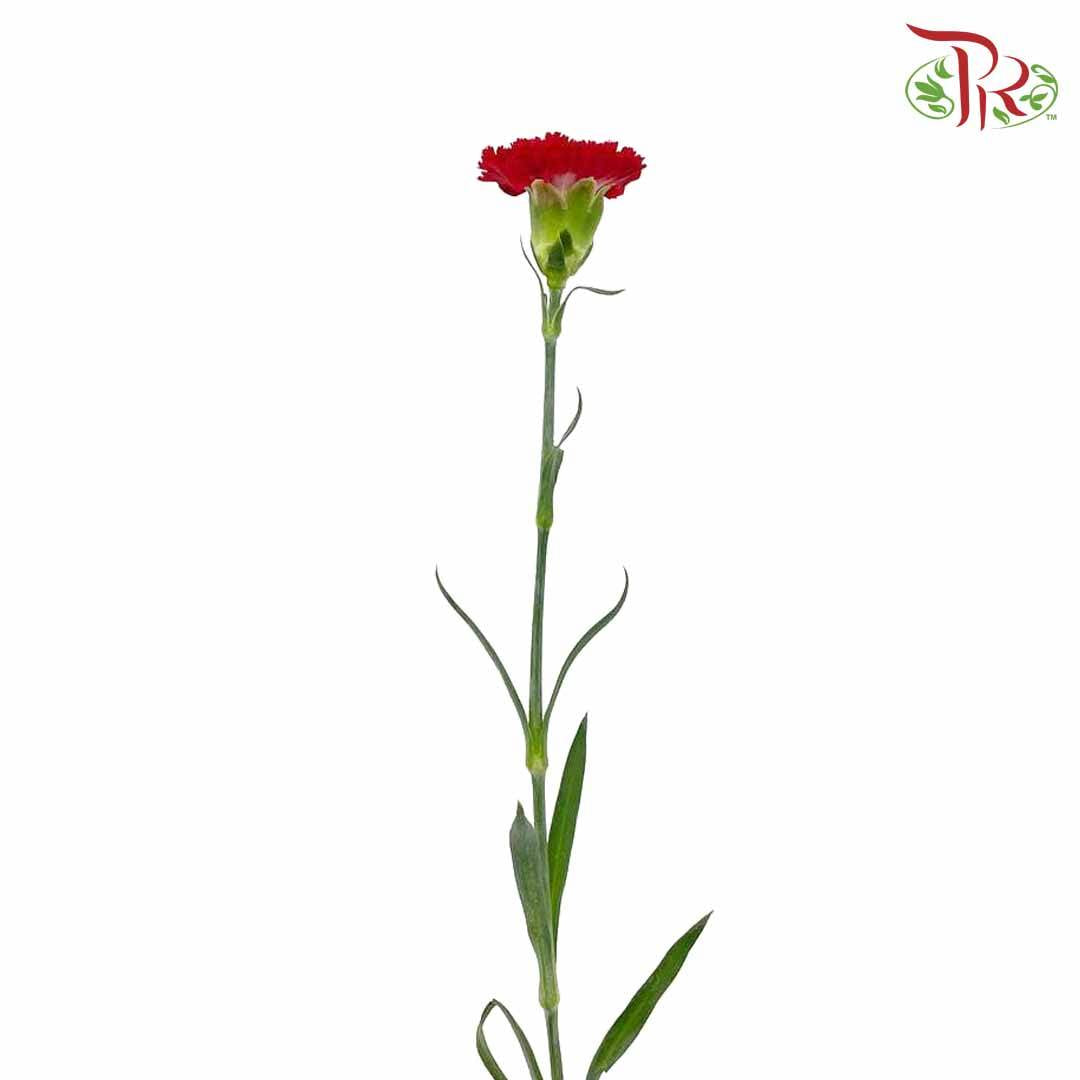 Carnation Red (18-20 Stems) - Pudu Ria Florist Southern