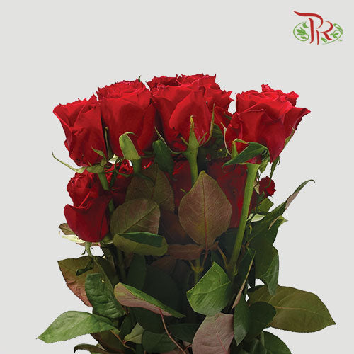 Rose Red (19-20 Stems) - Pudu Ria Florist Southern
