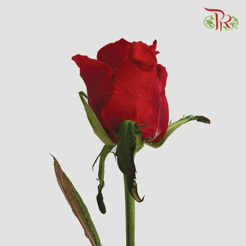 Rose Red (19-20 Stems) - Pudu Ria Florist Southern