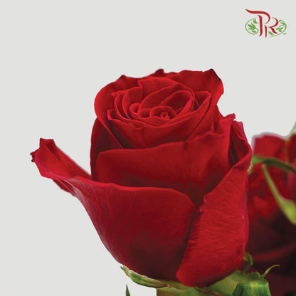 Rose Red (19-20 Stems) - Pudu Ria Florist Southern
