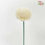 Dry Aeschynomene Aspera - White - Pudu Ria Florist Southern
