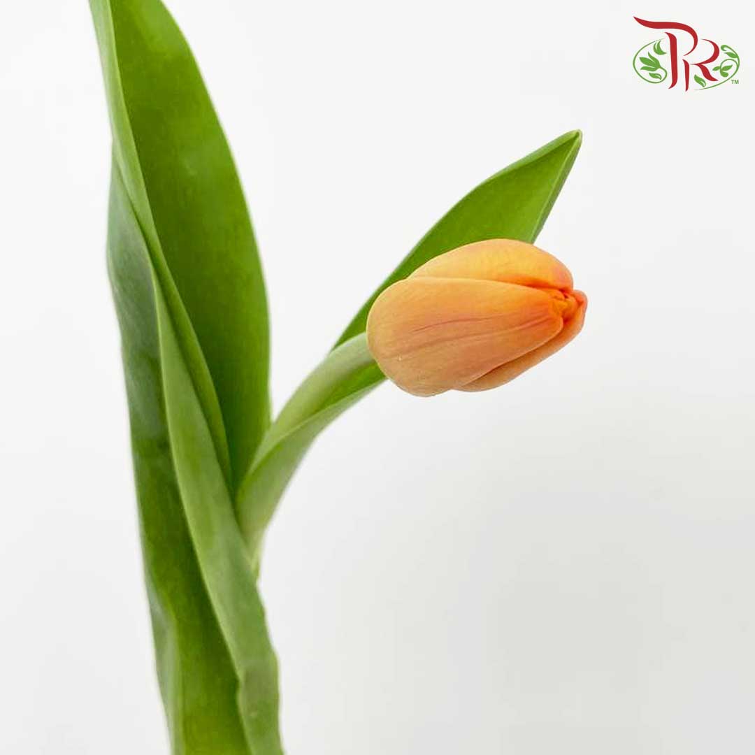 Tulip Light Orange (8-9 Stems) - Pudu Ria Florist Southern