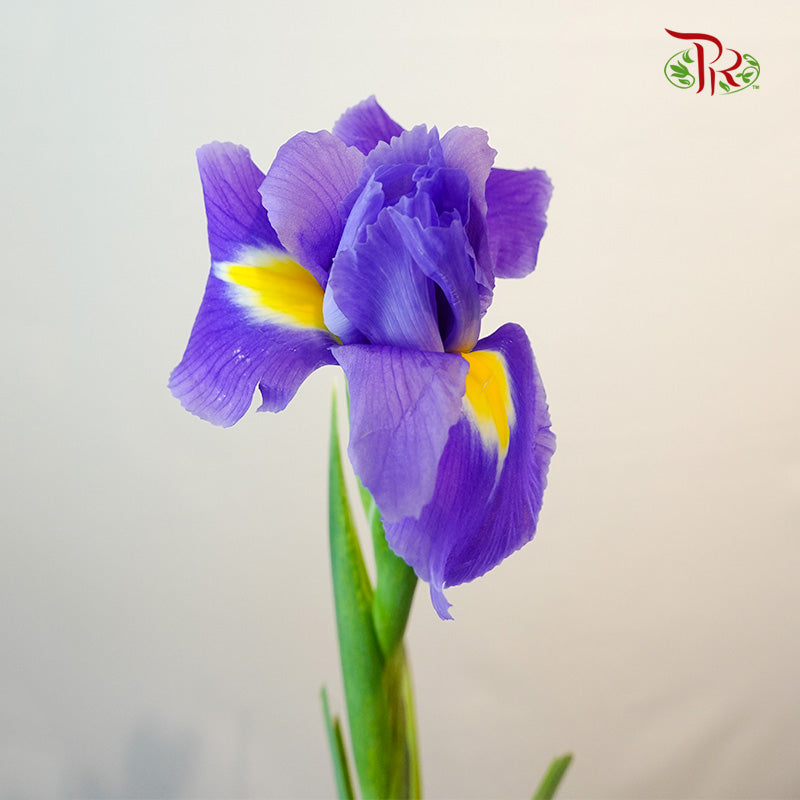 Iris - Pudu Ria Florist Southern