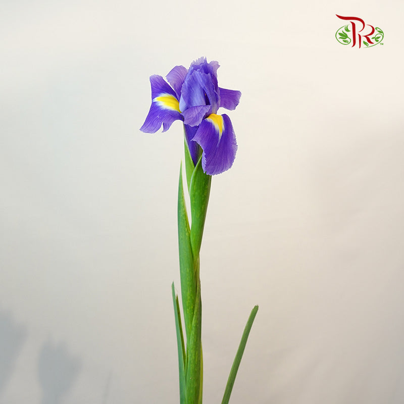 Iris - Pudu Ria Florist Southern