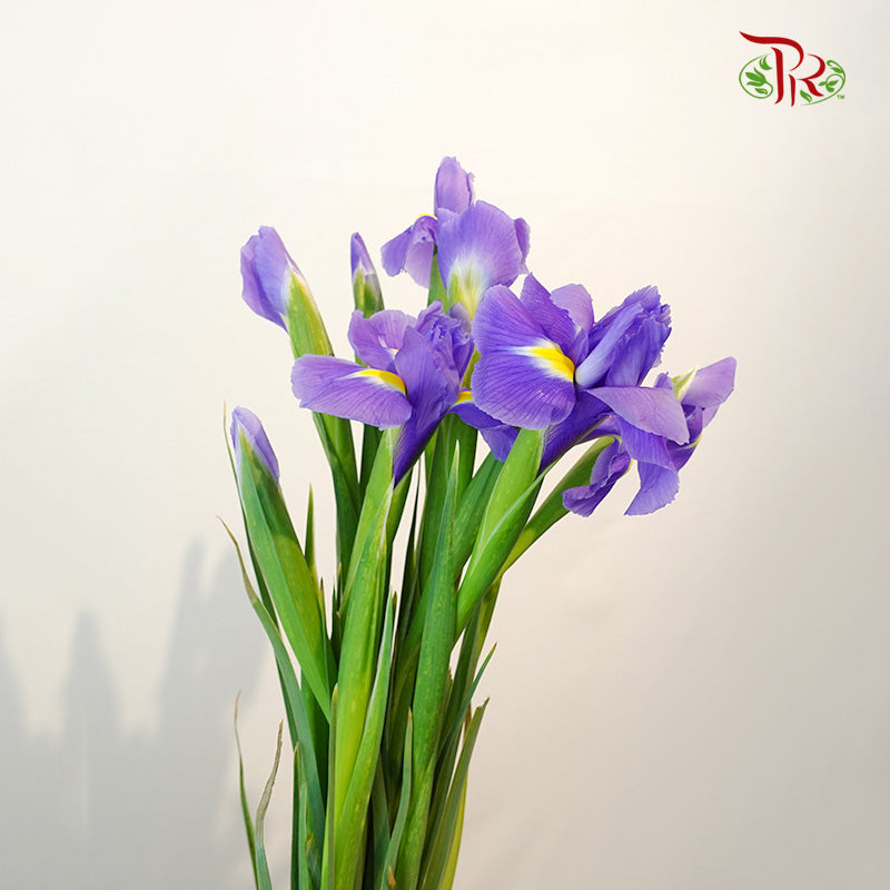 Iris - Pudu Ria Florist Southern