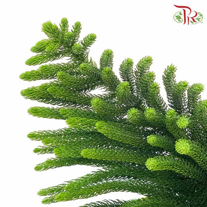 Araucaria Cunninghamii (3 Stems) - Pudu Ria Florist Southern