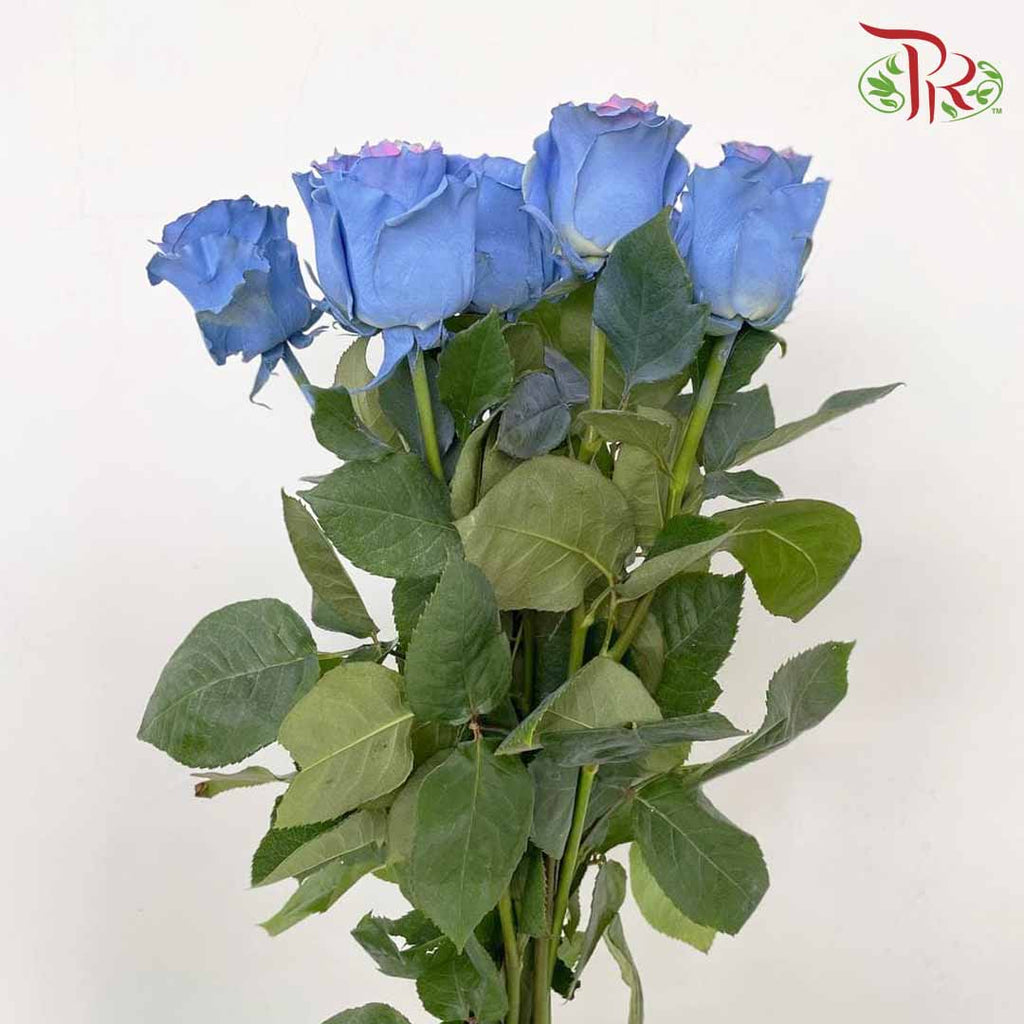 Rose Mondial Dyed Cotton Candy (8-10 Stems) - Pudu Ria Florist Southern