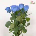 Rose Mondial Dyed Cotton Candy (8-10 Stems) - Pudu Ria Florist Southern