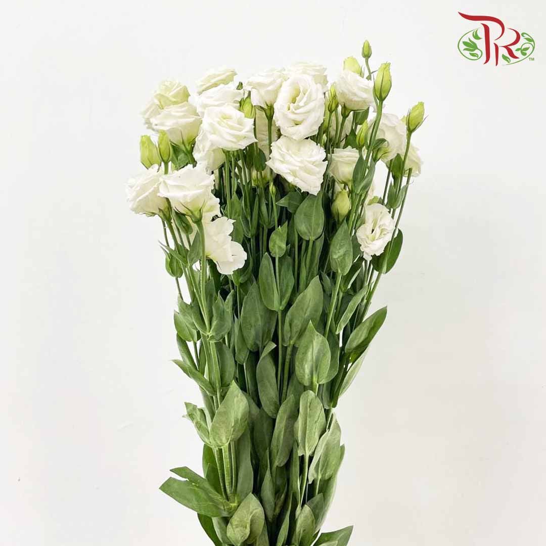 Eustoma White (12-15 Stems) - Pudu Ria Florist Southern