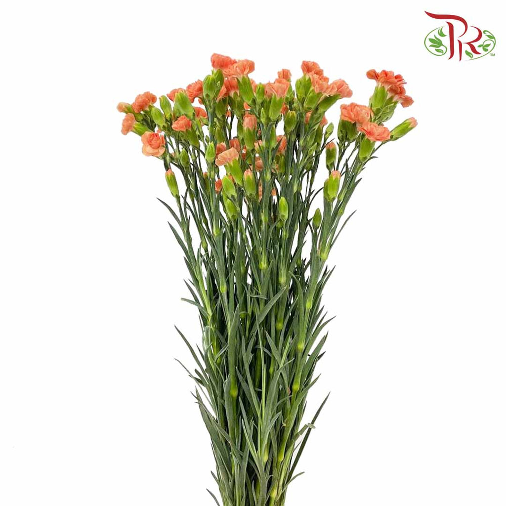 Carnation Spray Orange (18-20 Stems) - Pudu Ria Florist Southern