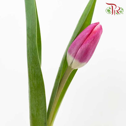 Tulip Cherry (8-9 Stems) - Pudu Ria Florist Southern
