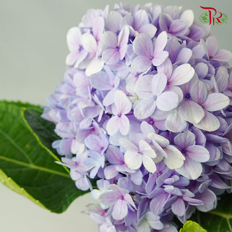 Hydrangea Purple / Per Stem - Pudu Ria Florist Southern