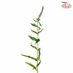 Veronica Pink (Per Bundle) - Pudu Ria Florist Southern