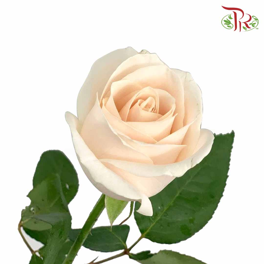 Rose Creamy White (19-20 Stems) - Pudu Ria Florist Southern