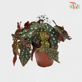 Begonia - Maculata - Pudu Ria Florist Southern