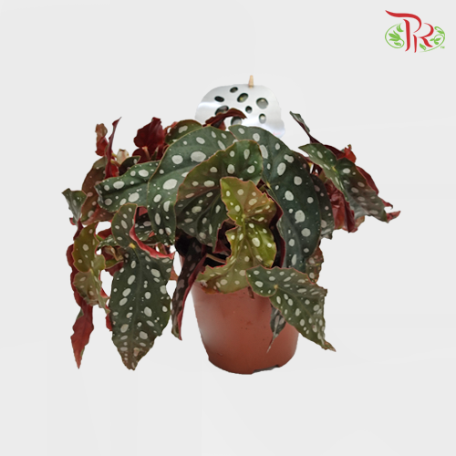 Begonia - Maculata - Pudu Ria Florist Southern