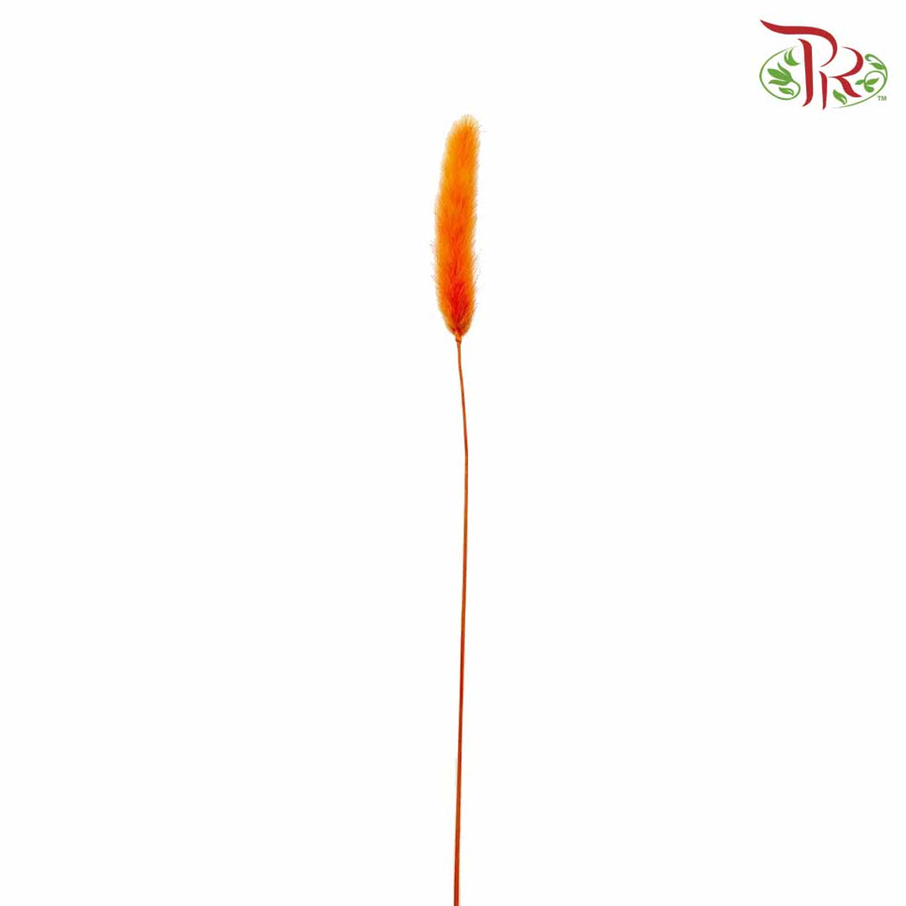 Dry Lagurus (Bunny Tails) - Orange - Pudu Ria Florist Southern