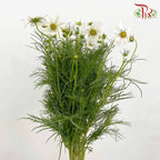 Cosmos Bipinnatus White (Per Bundle) - Pudu Ria Florist Southern