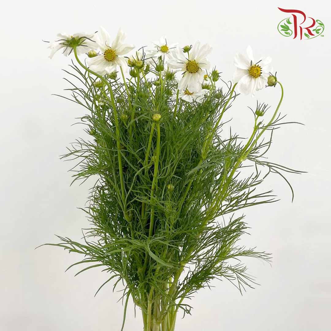 Cosmos Bipinnatus White (Per Bundle) - Pudu Ria Florist Southern