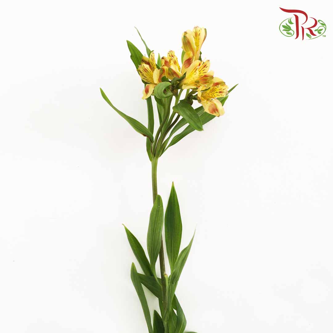Alstroemeria Yellow (9-10 Stems) - Pudu Ria Florist Southern