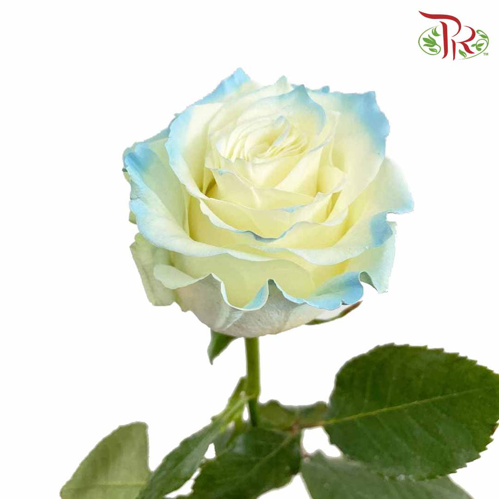 Rose White Sky (8-10 Stems) - Pudu Ria Florist Southern