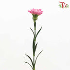 Carnation Pink (18-20 Stems) - Pudu Ria Florist Southern