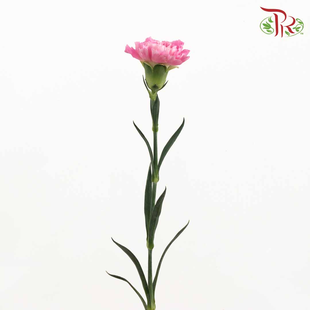 Carnation Pink (18-20 Stems) - Pudu Ria Florist Southern