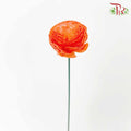 Dry Aeschynomene Aspera - Orange - Pudu Ria Florist Southern