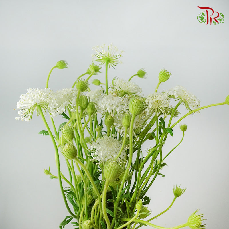 Trachymene Coerulea White - Pudu Ria Florist Southern