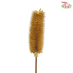 Dry Teasel - Pudu Ria Florist Southern