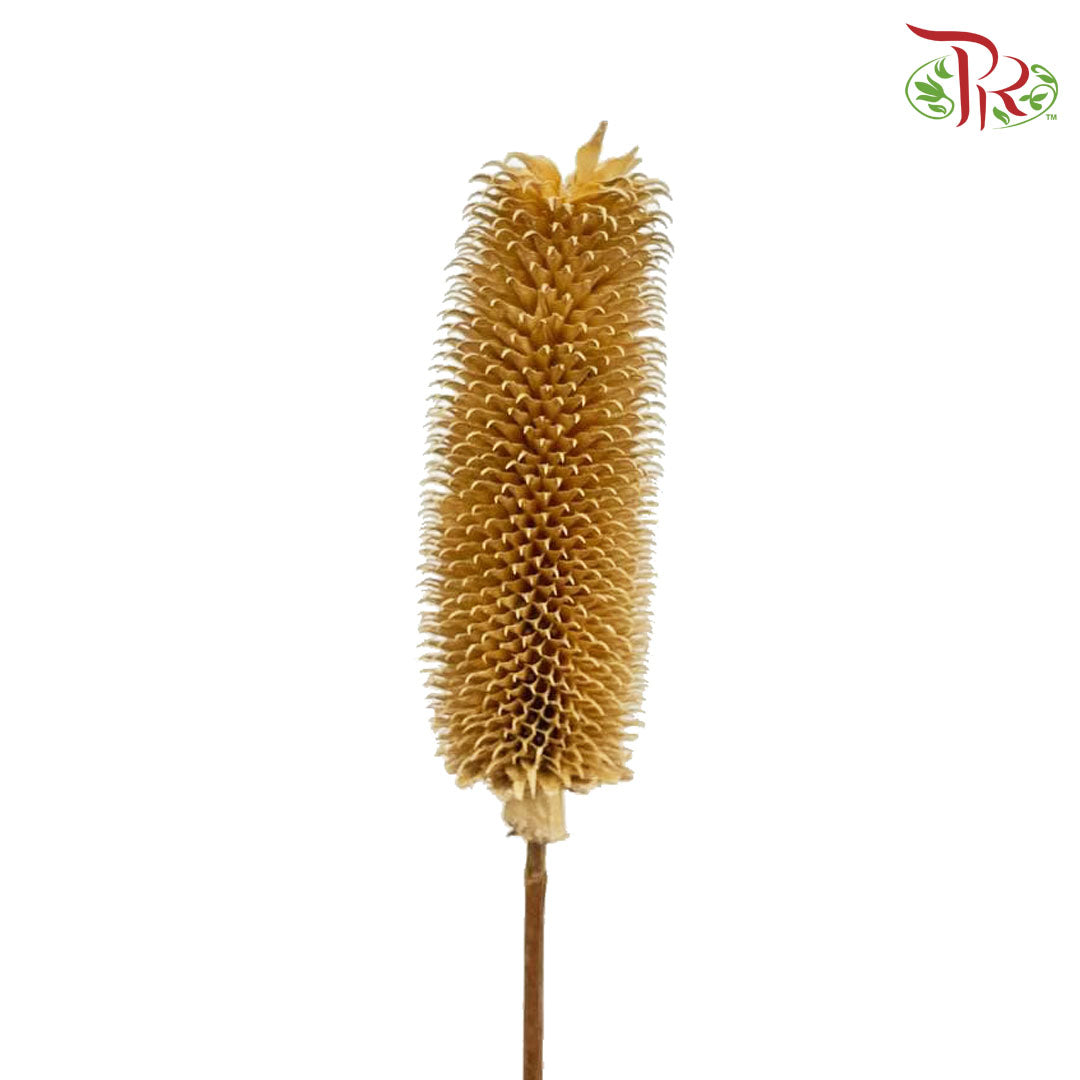 Dry Teasel - Pudu Ria Florist Southern