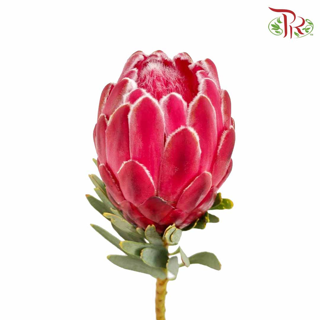 Protea (2 Stems) - Pudu Ria Florist Southern