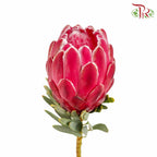Protea (2 Stems) - Pudu Ria Florist Southern