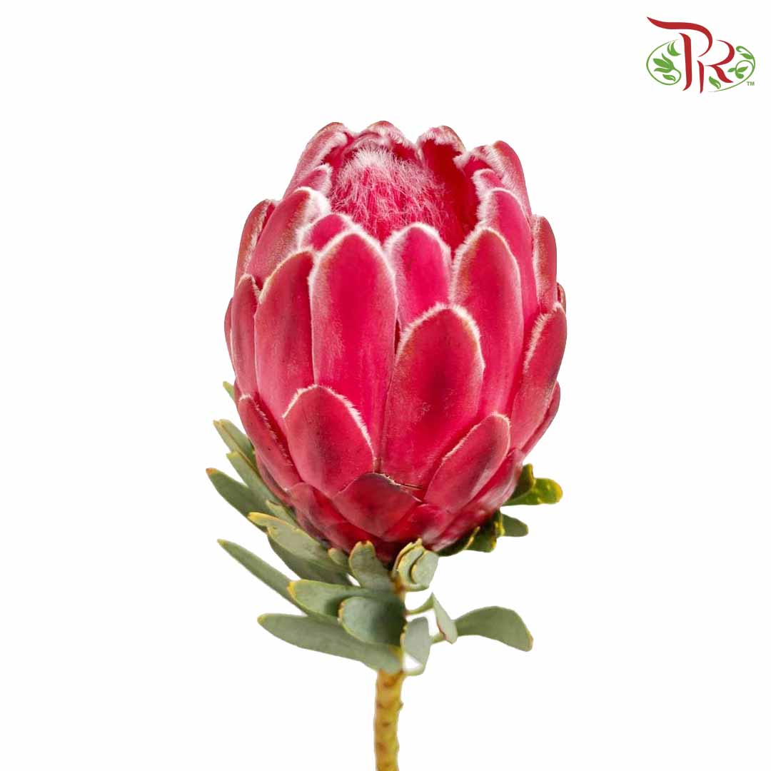 Protea (2 Stems) - Pudu Ria Florist Southern