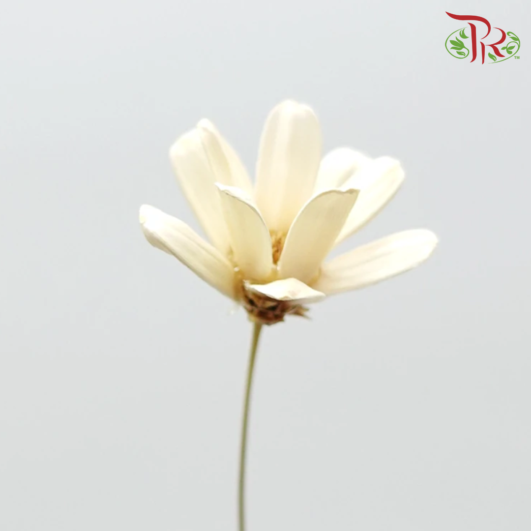 Preservative Petite Flower - White - Pudu Ria Florist Southern