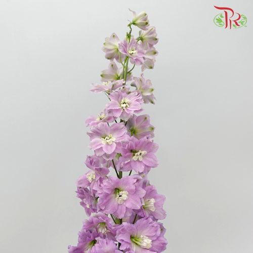 Delphinium Giant Pink - 5 Stems - Pudu Ria Florist Southern