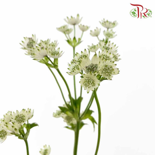 Astrantia (White) - Pudu Ria Florist Southern