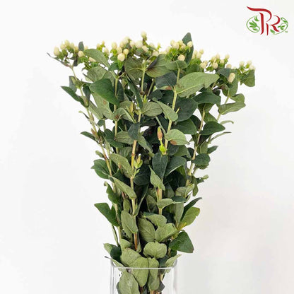 Berry Hypericum White - Pudu Ria Florist Southern