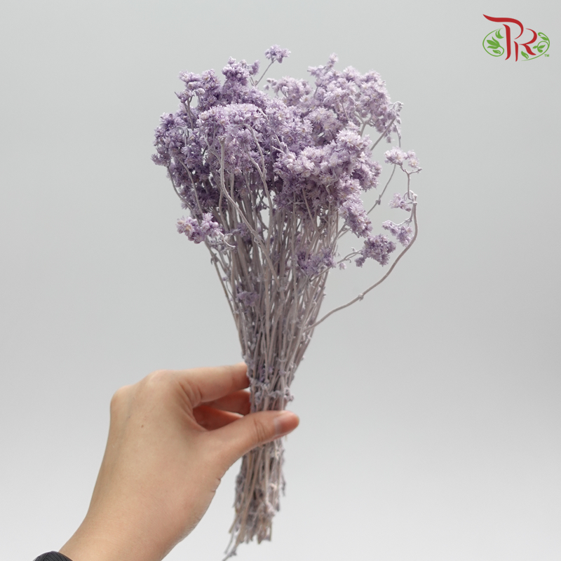 Preservative Helichrysum Crispum - Purple - Pudu Ria Florist Southern